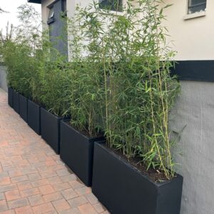 Privacy Screens